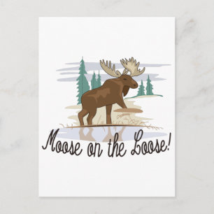Moose on the Loose! Postcard