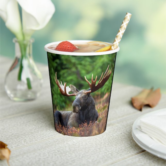 Moose Paper Cups (Insitu)