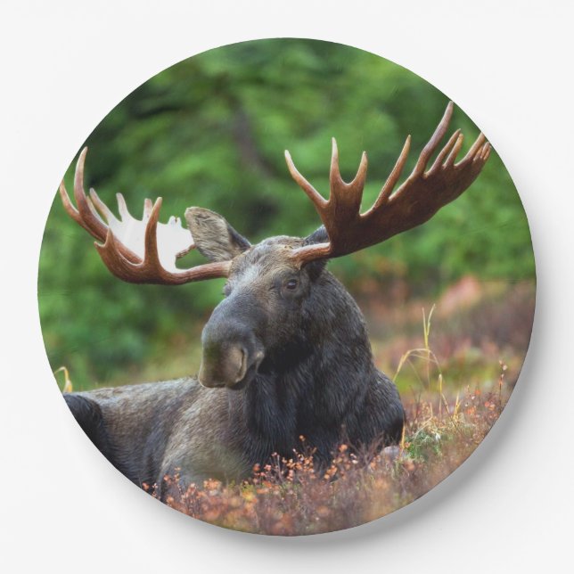 Moose Paper Plate (Front)