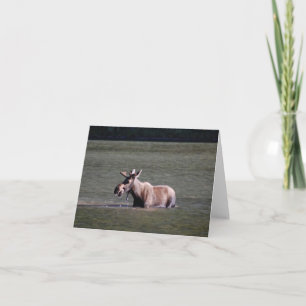 Moose Photo Blank Note Card