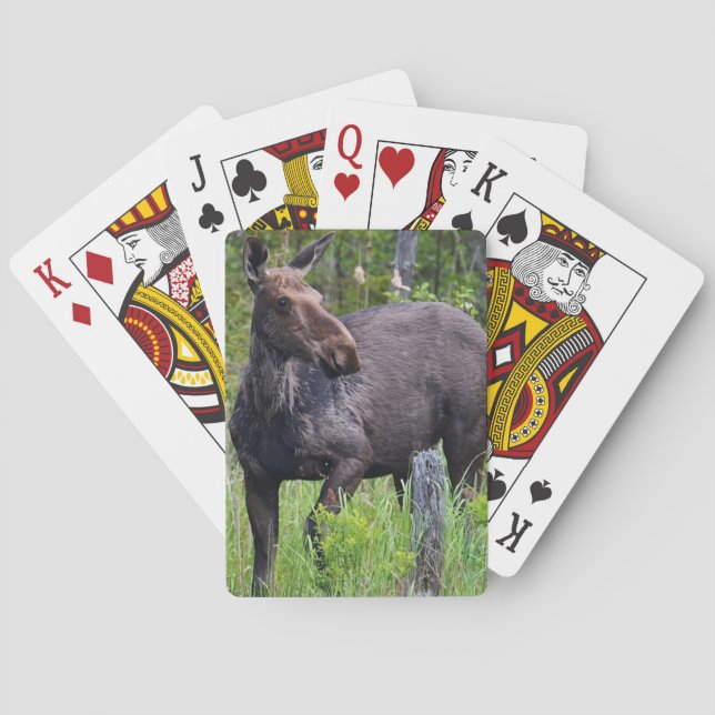 Moose Playing Card  (Back)