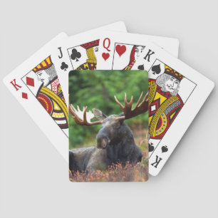 Moose Playing Cards