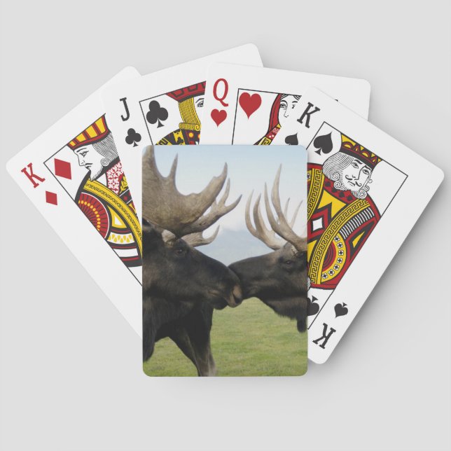 Moose Playing Cards (Back)