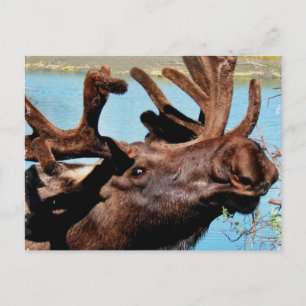 Moose Postcard