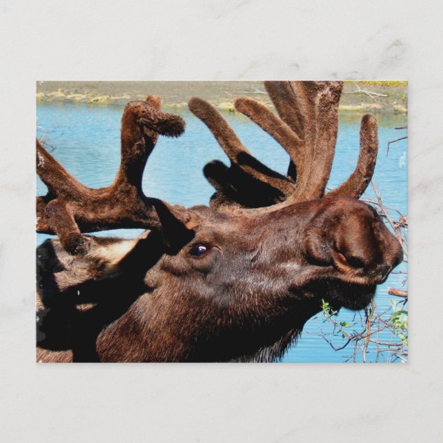 Moose Postcard (Front)