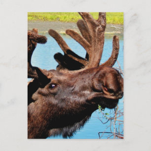 Moose Postcard