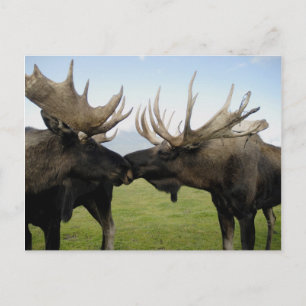 Moose Postcard