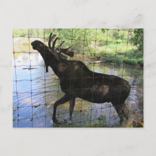 Moose Postcard