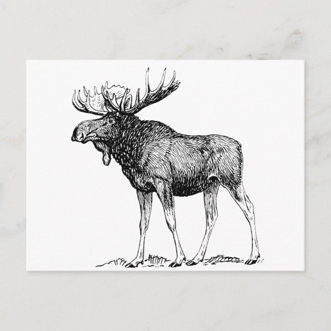 Moose Postcard (Front)