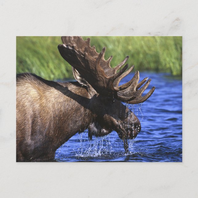 Moose Postcard (Front)