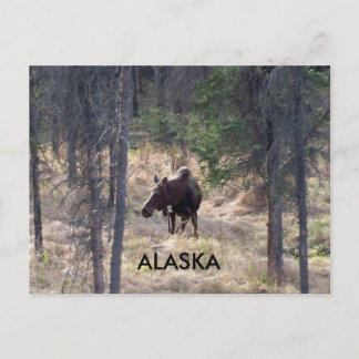 moose postcard