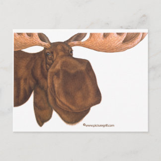moose postcard