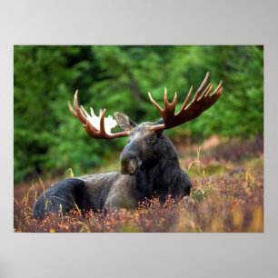 Moose Poster