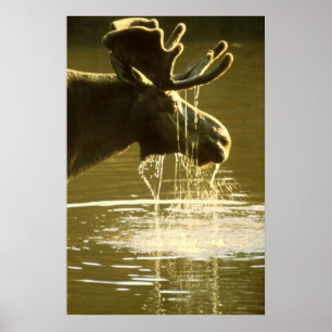 Moose Poster