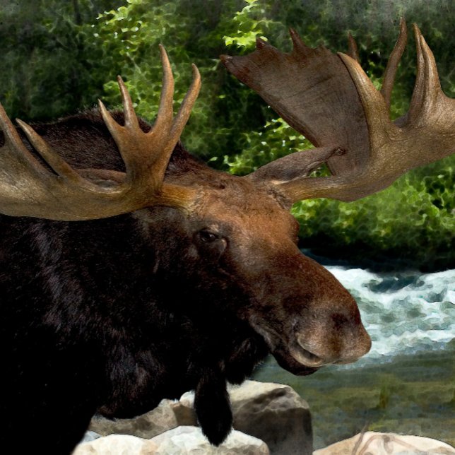 "MOOSE REFRESHING AT RIVERS EDGE" CANVAS PRINT (Creator Uploaded)