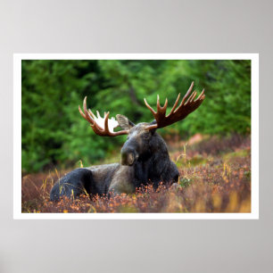 Moose Resting in Grass Poster