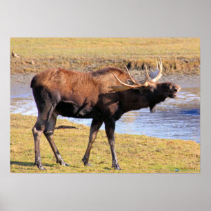 Moose say "Cheese" Poster