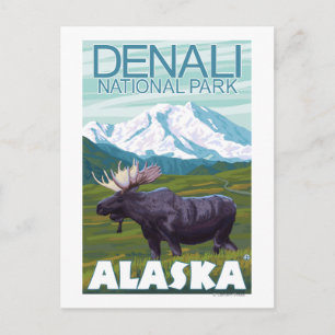 Moose Scene - Denali National Park, Alaska Postcard