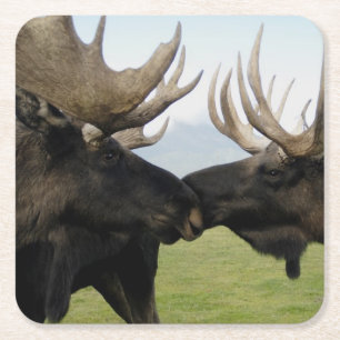 Moose Square Paper Coaster