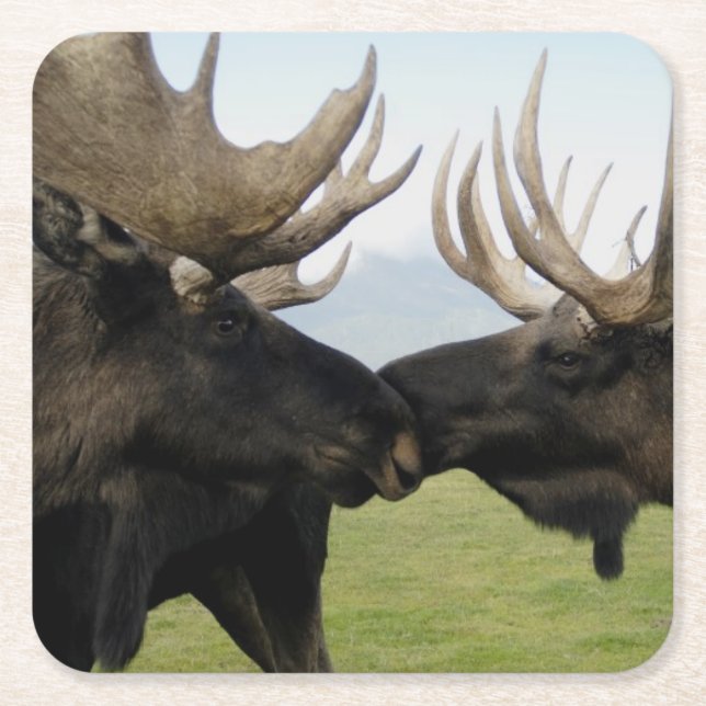 Moose Square Paper Coaster (Front)