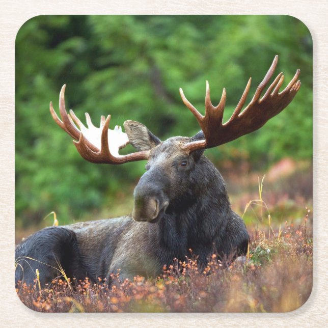 Moose Square Paper Coaster (Front)