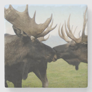 Moose Stone Coaster