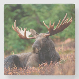 Moose Stone Coaster