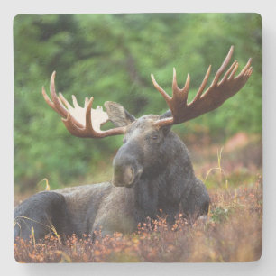 Moose Stone Coaster