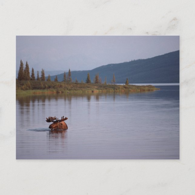Moose Swimming in Lake Postcard (Front)