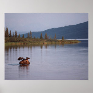 Moose Swimming in Lake Poster