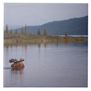 Moose Swimming in Lake Tile