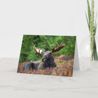 Moose Thank You Card