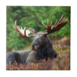 Moose Tile<br><div class="desc">Moose photo. Moose in the wilderness.</div>