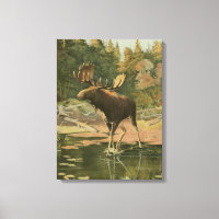 Moose Walking in Water