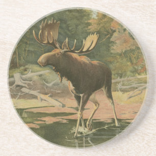Moose Walking in Water Coaster