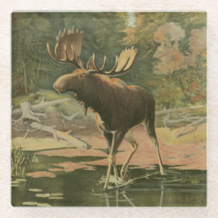 Moose Walking in Water Glass Coaster