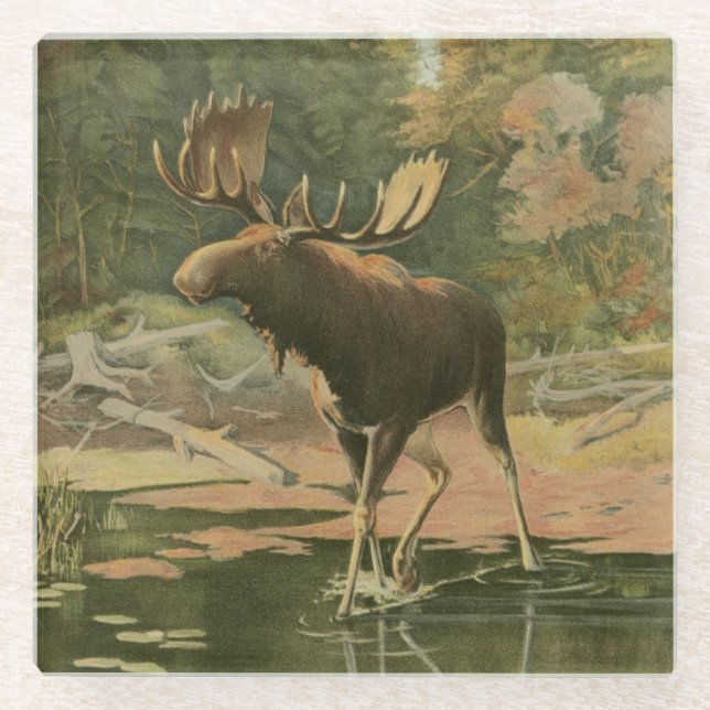 Moose Walking in Water Glass Coaster (Front)