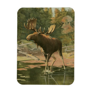 Moose Walking in Water Magnet