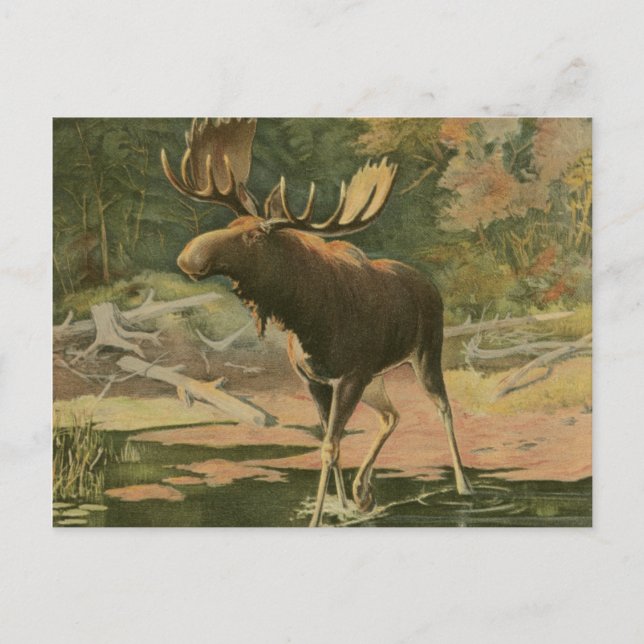 Moose Walking in Water Postcard (Front)