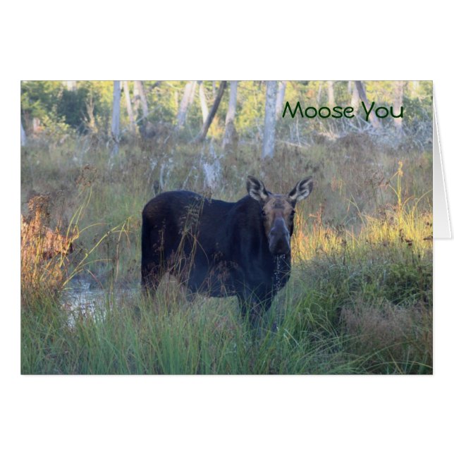 Moose You: (Front Horizontal)