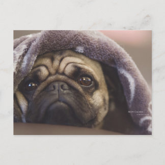 Mops Aura Postcard