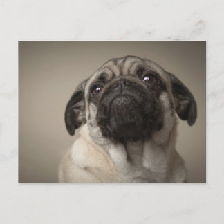 Mops Aura Postcard