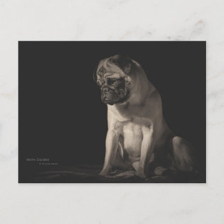 Mops Aura Postcard
