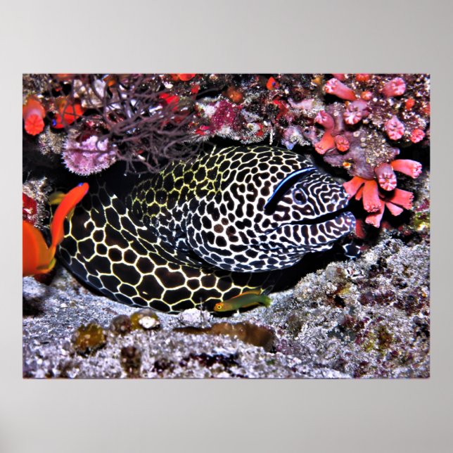 Moray and Friends Poster (Front)