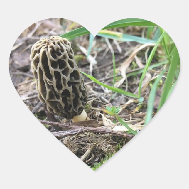 Morchella esculenta, Black Morel, Morel Mushroom Heart Sticker (Front)