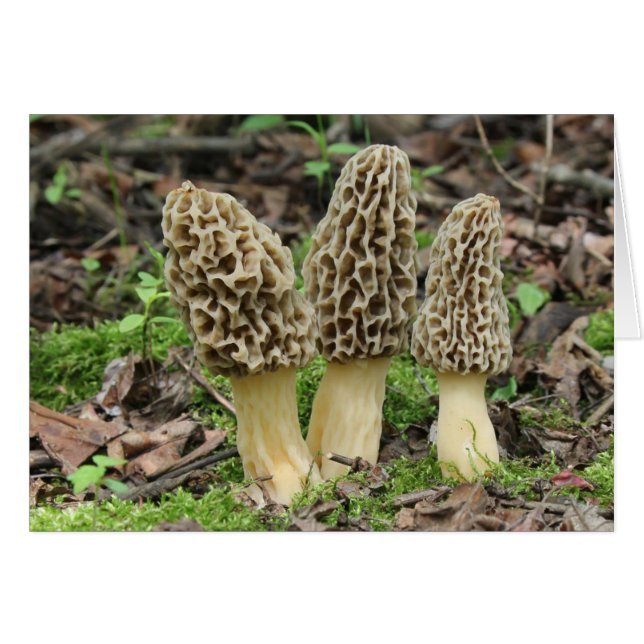 More Morels (Front Horizontal)