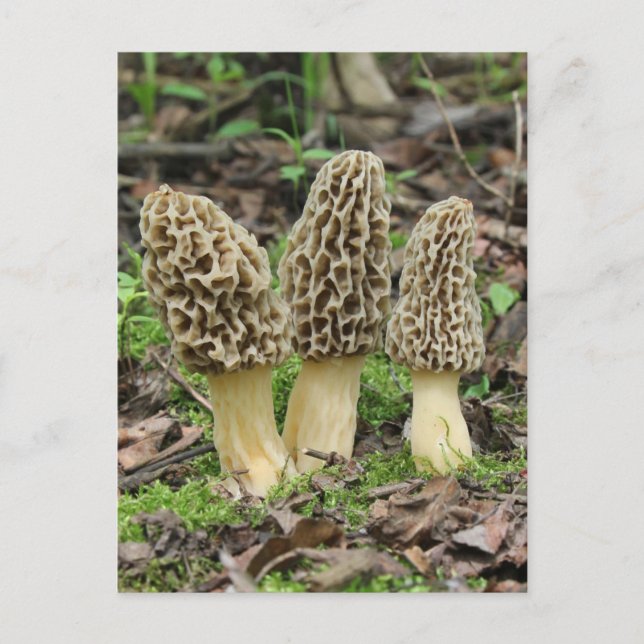 More Morels Postcard (Front)