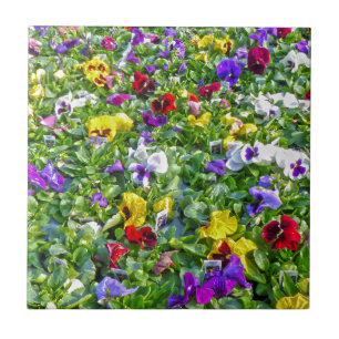 More Pansies Tile