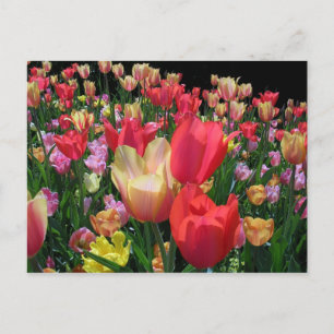 More Tulips Postcard