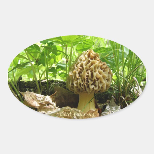 Morel Mushroom - "In Hiding" Sticker (Front)